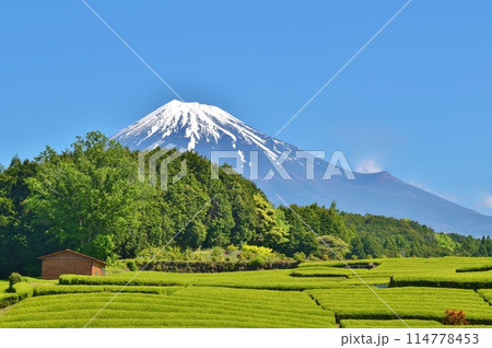 大淵笹葉と富士山　静岡 114778453