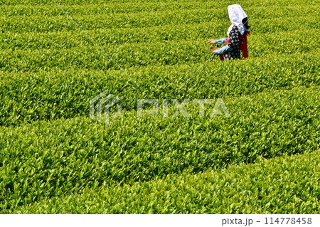 晴天のおおぶちお茶まつり 静岡 晴天のおおぶちお茶まつり 静岡 114778458