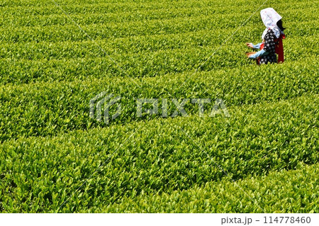 晴天のおおぶちお茶まつり 静岡 晴天のおおぶちお茶まつり 静岡 114778460