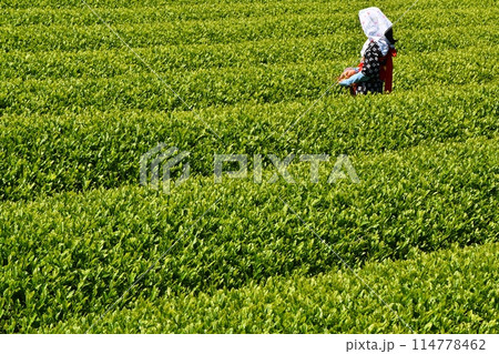 晴天のおおぶちお茶まつり 静岡 晴天のおおぶちお茶まつり 静岡 114778462