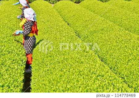 晴天のおおぶちお茶まつり　静岡 114778469