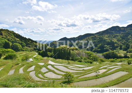 田植え直後の大山千枚田　千葉 114778572