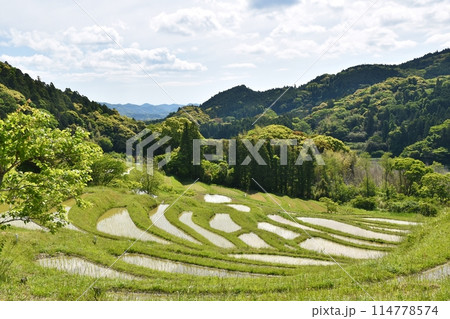 田植え直後の大山千枚田 千葉 田植え直後の大山千枚田 千葉 114778574