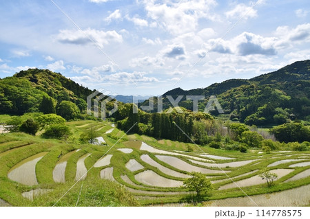 田植え直後の大山千枚田　千葉 114778575