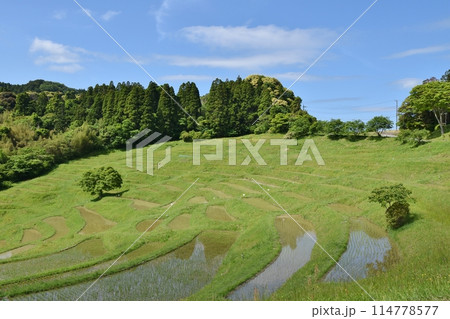 田植え直後の大山千枚田 千葉 田植え直後の大山千枚田 千葉 114778577