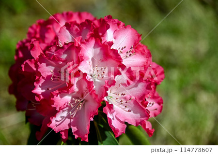 西洋シャクナゲ 西洋シャクナゲ 114778607