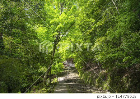 新緑の京都 高雄山神護寺 楼門 新緑の京都 高雄山神護寺 楼門 114778618