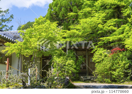 新緑の京都　神護寺　地蔵院 114778660