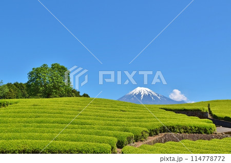 富士山と大淵笹葉 静岡 富士山と大淵笹葉 静岡 114778772
