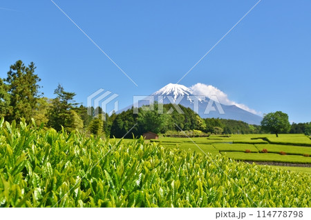 富士山と大淵笹葉 静岡 富士山と大淵笹葉 静岡 114778798