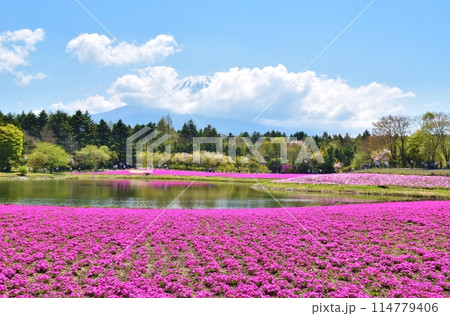 晴天の富士芝桜まつり　山梨 114779406