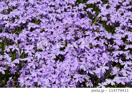 一面の芝桜　山梨 114779411
