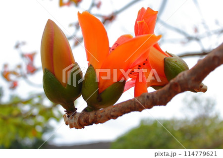 植物 工場 プランツ 114779621