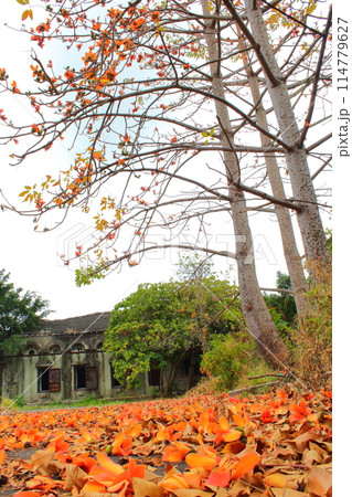 景色 風景 自然 114779627