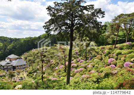 つつじ祭りの塩船観音寺　東京 114779642