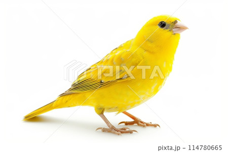 Close-up of a bright yellow canary in profile against a white background, showcasing its delicate features and vibrant plumage. 114780665