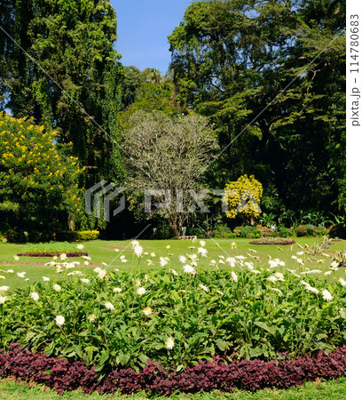 Tropical park with extensive lawns and flower beds. Vertical photo Tropical park with extensive lawns and flower beds. Vertical photo 114780683