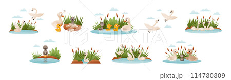 Ugly Duckling Fairy Tale with Little Birdie Vector Set Ugly Duckling Fairy Tale with Little Birdie Vector Set 114780809