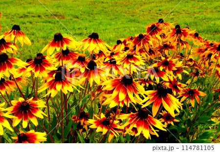 Rudbeckia flowers in the green grass. Rudbeckia flowers in the green grass. 114781105