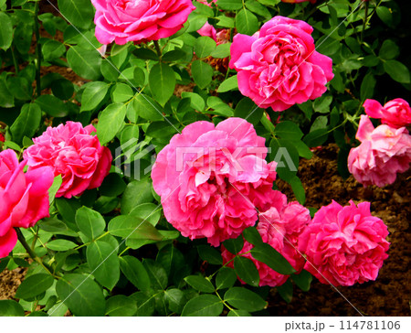 Rose flower and green leaves. 114781106