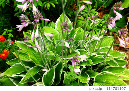 Hosta plant with flowers and green leaves. 114781107