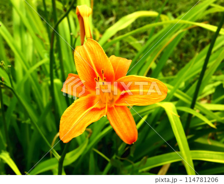 Lily flower in the green grass. Lily flower in the green grass. 114781206