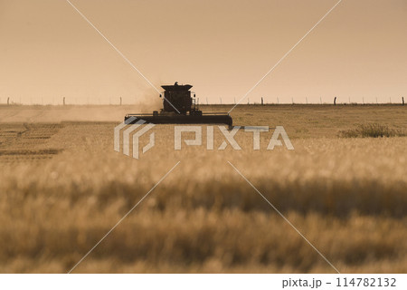 Harvester machine, harvesting in the Argentine countryside, Buenos Aires province, Argentina. 114782132