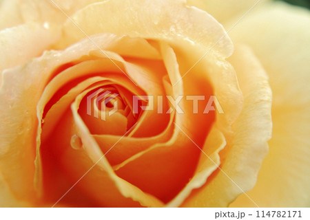 薔薇園で見たバラの花 114782171
