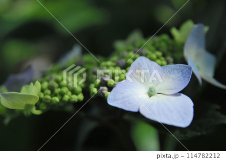 初夏の花 紫陽花 初夏の花 紫陽花 114782212