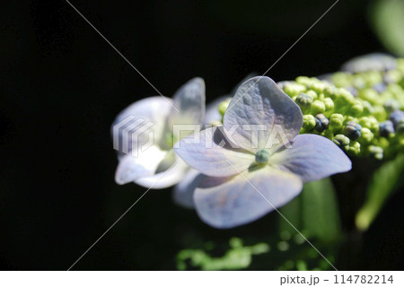 初夏の花 紫陽花 初夏の花 紫陽花 114782214