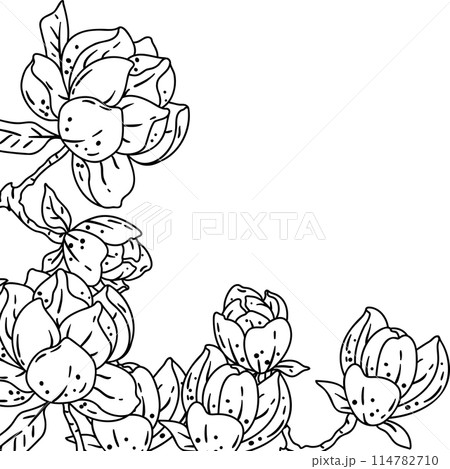 Background with magnolia. Beautiful decorative plants. Background with magnolia. Beautiful decorative plants. 114782710