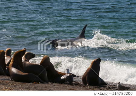 Orca patrolling the shoreline, Peninsula Valdes, Patagonia, Argentina. Orca patrolling the shoreline, Peninsula Valdes, Patagonia, Argentina. 114783206