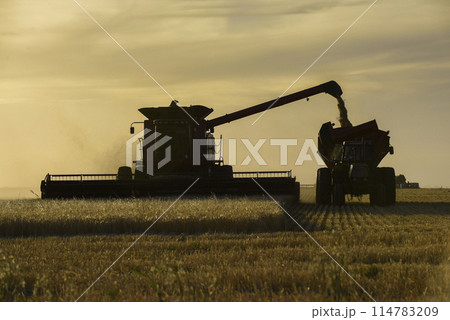 Harvester machine, harvesting in the Argentine countryside, Buenos Aires province, Argentina. 114783209