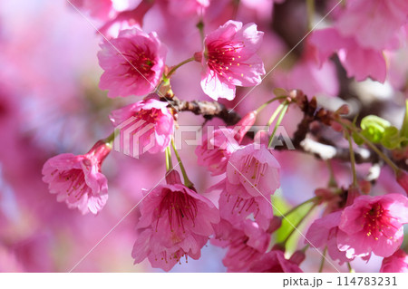 Spring blooming a small tree Taiwan cherry, Formosan cherry, or bellflower cherry (lat.- Prunus campanulata) Spring blooming a small tree Taiwan cherry, Formosan cherry, or bellflower cherry (lat.- Prunus campanulata) 114783231