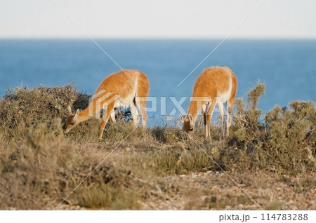Guanaco, Lama Guanicoe, Luro Park, La Pampa Province, La Pampa, Argentina. 114783288