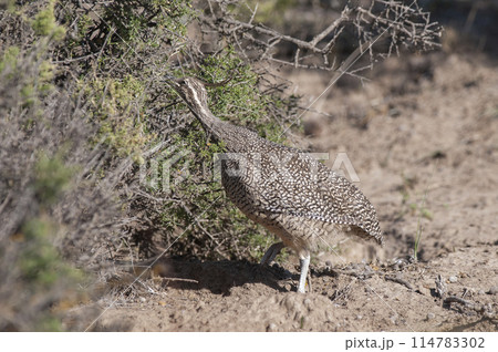 Elegant crested tinamou, Eudromia elegans, Pampas grassland environment, La Pampa province, Patagonia, Argentina. Elegant crested tinamou, Eudromia elegans, Pampas grassland environment, La Pampa province, Patagonia, Argentina. 114783302