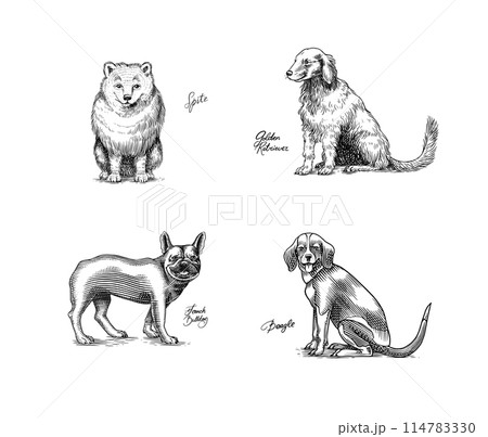 Spitz, Golden retriever, Beagle, French bulldog. Dogs In This Drawing. Different breeds of domestic 114783330