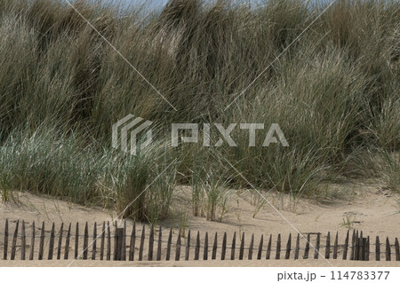 Utah Beach in Normandy, France. Wood sea fence, grass and sand dunes. Sunny with light blue sky. Ammophila arenaria grass on sandy dunes. High quality photo Utah Beach in Normandy, France. Wood sea fence, grass and sand dunes. Sunny with light blue sky. Ammophila arenaria grass on sandy dunes. High quality photo 114783377