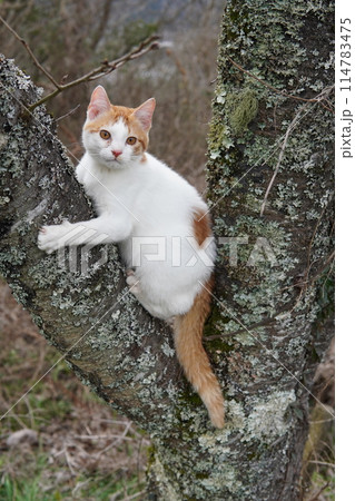 桜の木に登る猫 桜の木に登る猫 114783475