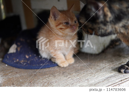 お母さんと一緒にご飯を食べる可愛い子猫 お母さんと一緒にご飯を食べる可愛い子猫 114783606