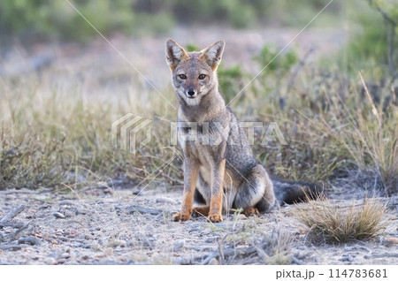 Pampas Grey fox in Pampas grass environment, La Pampa province, Patagonia, Argentina. Pampas Grey fox in Pampas grass environment, La Pampa province, Patagonia, Argentina. 114783681