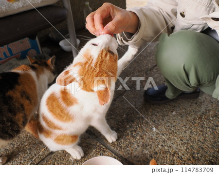 仲良くご飯を食べる可愛い猫たち 仲良くご飯を食べる可愛い猫たち 114783709