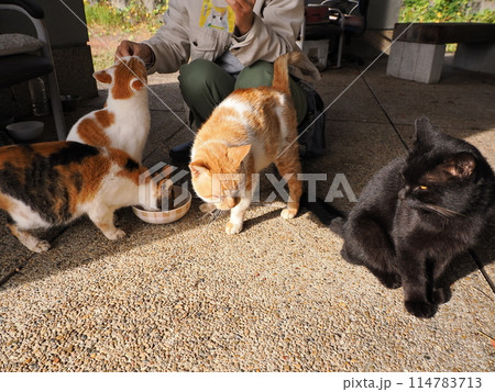 仲良くご飯を食べる可愛い猫たち 仲良くご飯を食べる可愛い猫たち 114783713