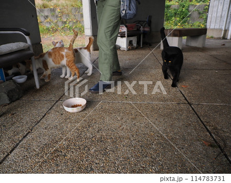 仲良くご飯を食べる可愛い猫たち 114783731