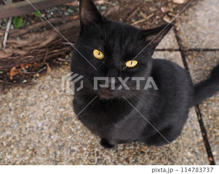 仲良くご飯を食べる可愛い猫たち 114783737