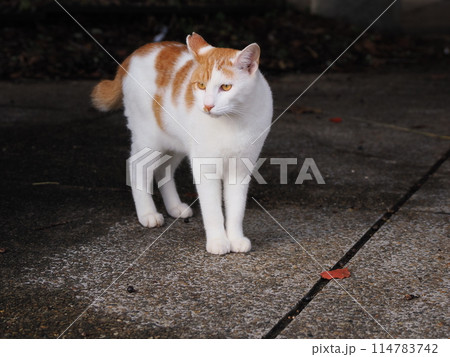 仲良くご飯を食べる可愛い猫たち 114783742