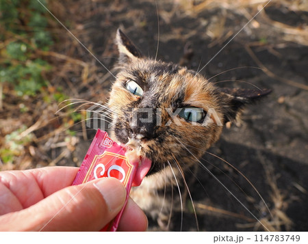 仲良くご飯を食べる可愛い猫たち 仲良くご飯を食べる可愛い猫たち 114783749