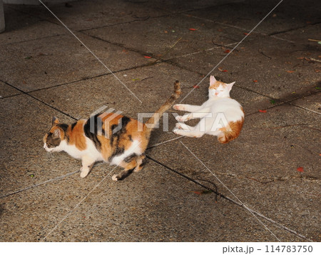 仲良くご飯を食べる可愛い猫たち 114783750