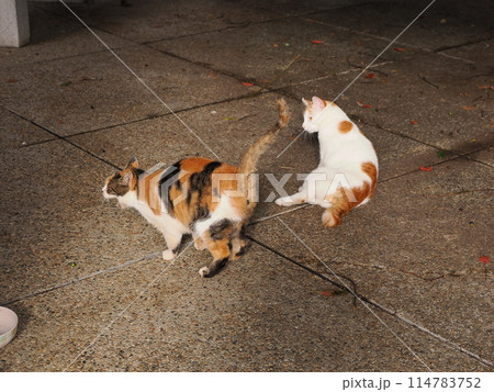 仲良くご飯を食べる可愛い猫たち 114783752