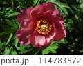 庭に咲くハイブリッドシャクヤク 114783872